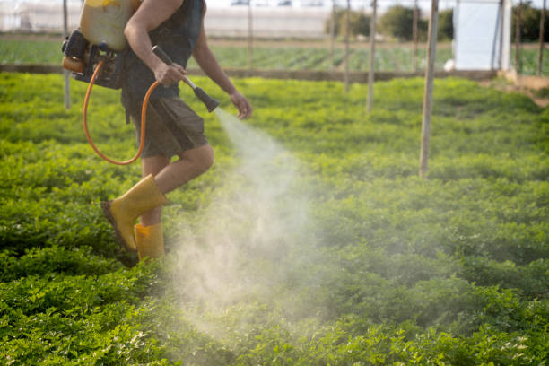 Best Wasp Removal Services  in White Bluff, TN