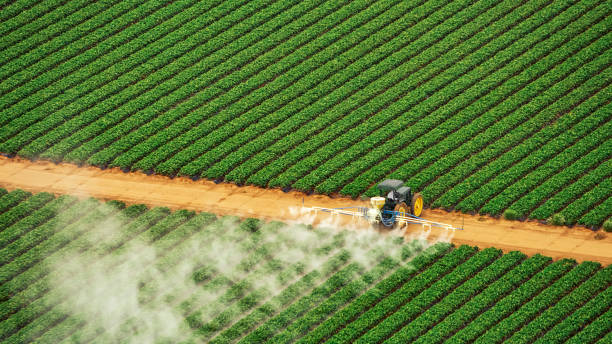 Wasp Removal Services in White Bluff, TN