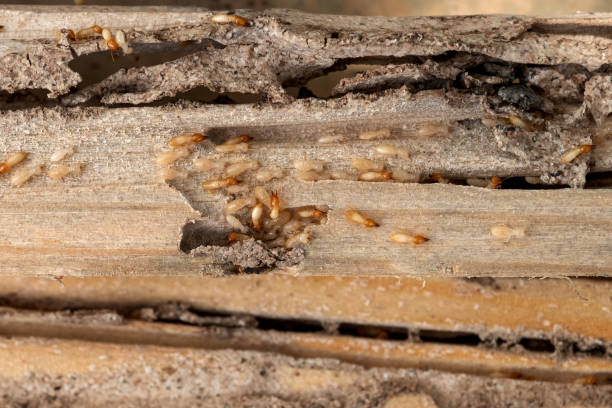 Best Emergency Pest Control  in White Bluff, TN